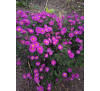 Айстра осіння Дженні  ( Aster tongolensis Janny)